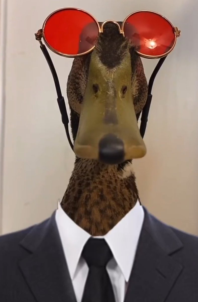 A fancy duck tweet media