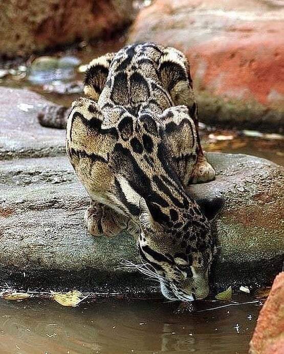 MargoCarr13's tweet photo. The coat patterns on the Clouded Leopard are magnificent ๐๐. ๐ธ Photo by @wildcatcentre
#wildlife #bigcats #adorablethings https://t.co/YxQ1cXIqlz