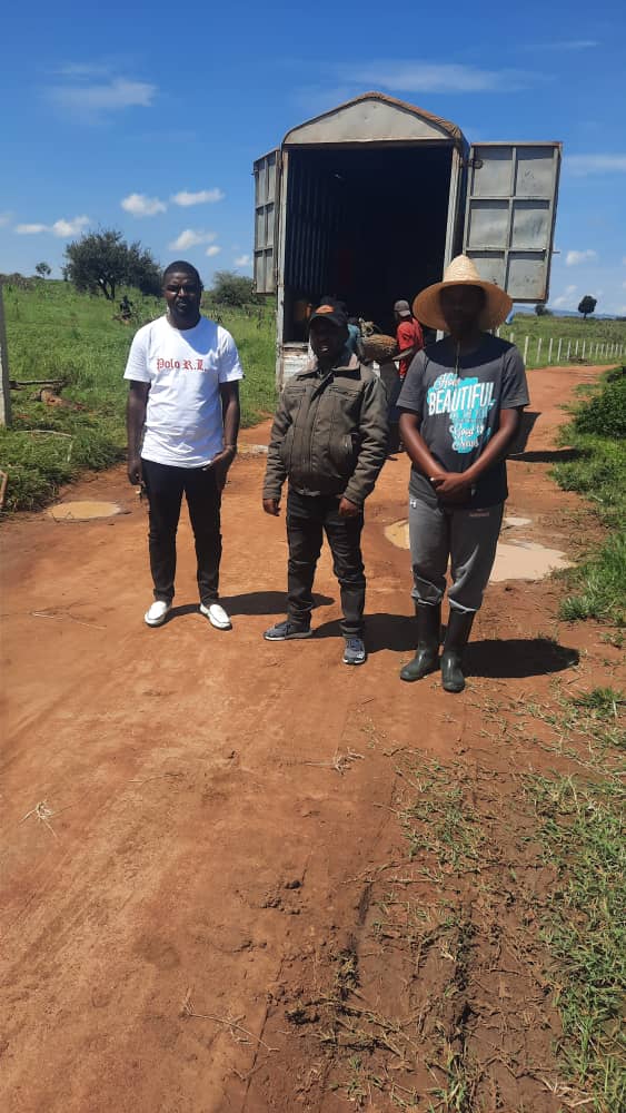 ImigongoPartner's tweet image. #ImigongoFarms supports local schools by providing them with firewood for their needs while we prepare the land for planting. Today, two schools received wood (G.S. Ndego 2 and E.P. Karambi), ensuring sustainable resources for the community. 
#CommunityImpact #Ndego