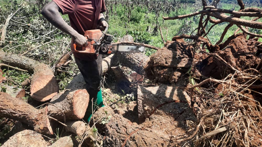 ImigongoPartner's tweet image. #ImigongoFarms supports local schools by providing them with firewood for their needs while we prepare the land for planting. Today, two schools received wood (G.S. Ndego 2 and E.P. Karambi), ensuring sustainable resources for the community. 
#CommunityImpact #Ndego