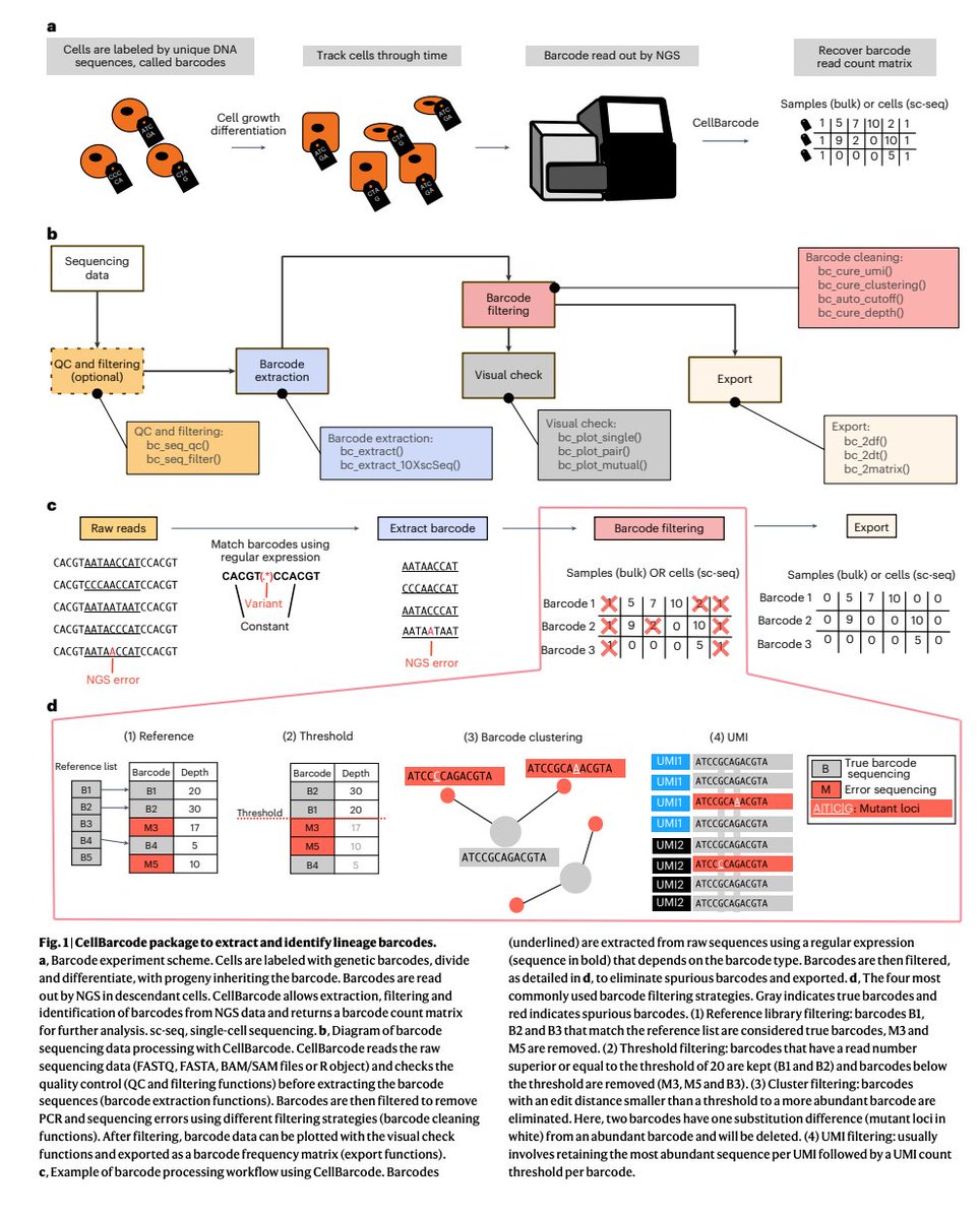 BioDecoded's tweet photo. Extracting, filtering and simulating cellular barcodes using CellBarcode tools | Nature Computational Science
https://t.co/0RcGSKObfh

#Bioinformatics https://t.co/KGp7qdHgBj