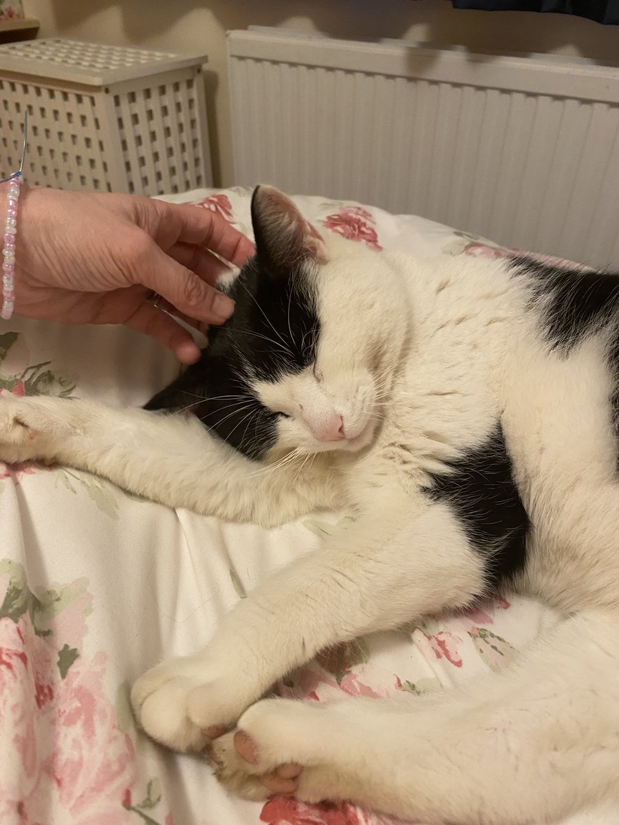 Orthoinclusive's tweet photo. @BrendaW36187388 Any excuse for a live snap of Cosmo https://t.co/NObiqfHbN2