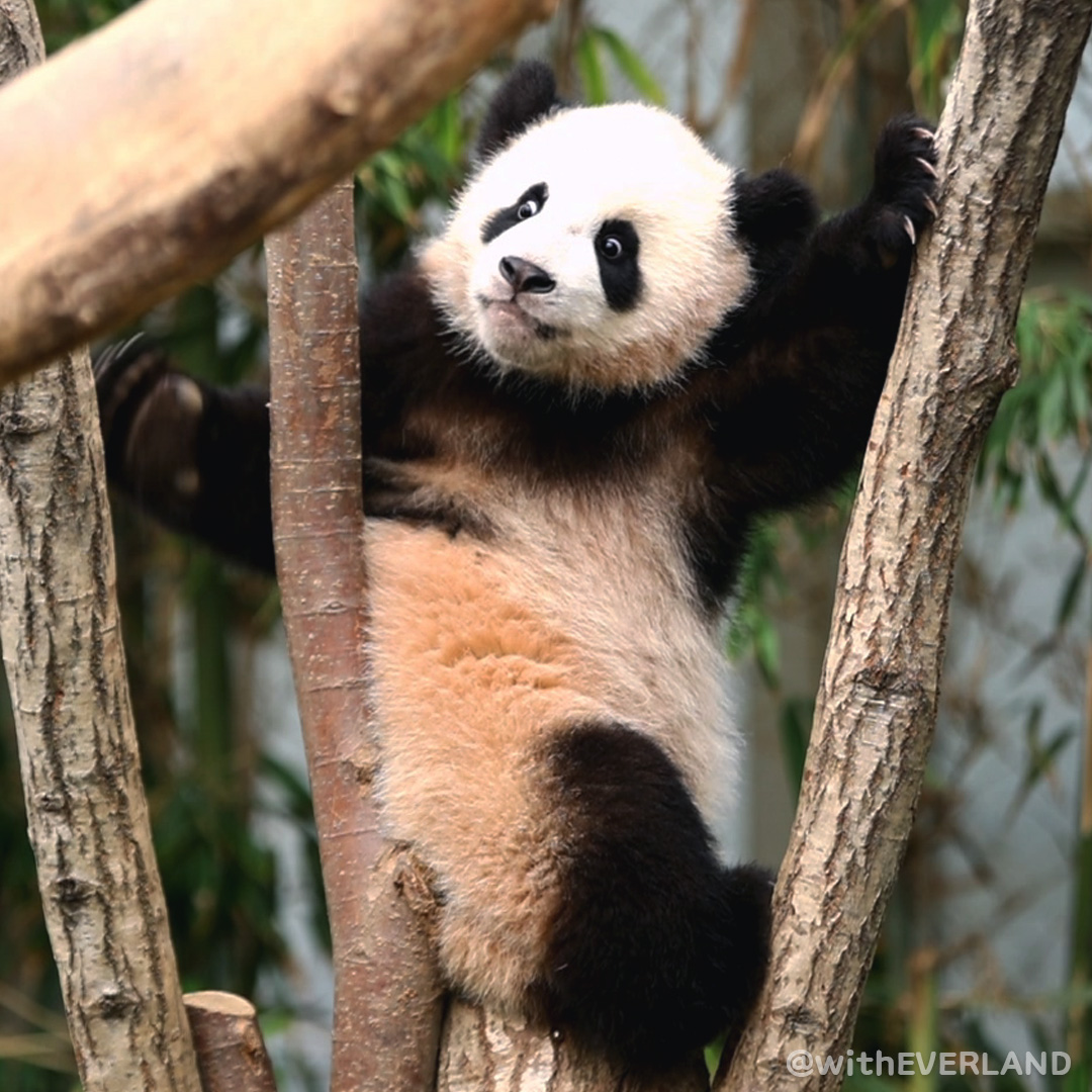 푸공주님의 소중한 순간들💚

여행 준비에 들어가기 전,
예쁘고 사랑스러운 뚠빵이 모습들을
오늘 저녁 #판다와쏭 에서 공개합니다🐼

📢 검역 기간 동안 푸바오의 소식은
매주 금요일 뿌빠TV에서 영상으로,
매주 월요일 에버랜드 유튜브/인스타그램에서 사진과 이야기로 만나보실 수 있습니다.