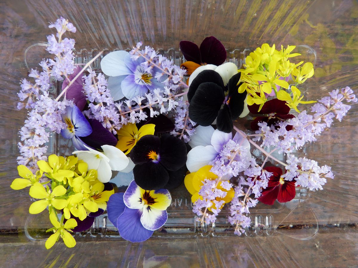 AgroSymbiose's tweet photo. A toutes les femmes (et les hommes ! 😉), nous vous souhaitons de passer une belle journée pleine de fleurs et de couleurs ! 🌸🌼🌺

#fleurs #fleurscomestibles #couleurs #8mars #femmes #bientotleprintemps #aquaponie #fermeaquaponique #producteurs https://t.co/J7MIfrIZOG