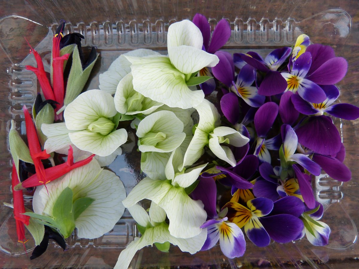 AgroSymbiose's tweet photo. A toutes les femmes (et les hommes ! 😉), nous vous souhaitons de passer une belle journée pleine de fleurs et de couleurs ! 🌸🌼🌺

#fleurs #fleurscomestibles #couleurs #8mars #femmes #bientotleprintemps #aquaponie #fermeaquaponique #producteurs https://t.co/J7MIfrIZOG