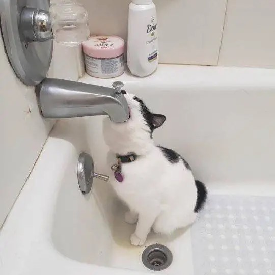 PunchingCat's tweet photo. https://t.co/fhhwat5jxN