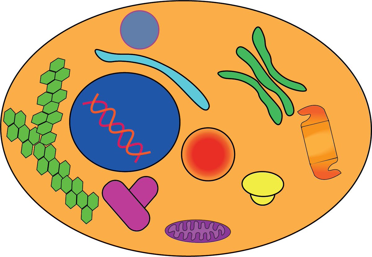 Goooooooood morning! As we approach #BSW2024 it feels like the perfect time to release a new game, right? 

Download and print Cell Parts Dobble for free now - and learn which parts make up our cells!.

cellbiologygames.wordpress.com/2024/03/08/cel… 

Which one's your favourite?
