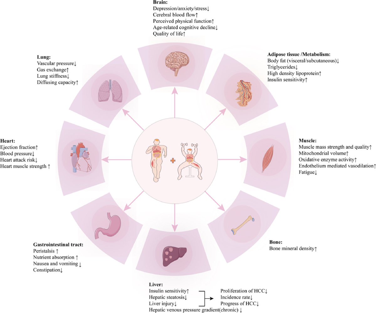 Physical activity and exercise in liver cancer… sciencedirect.com/science/articl…