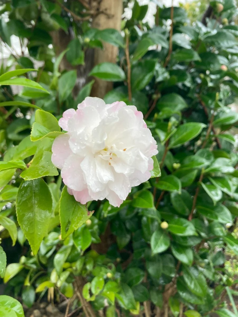 松本美佐 tweet media