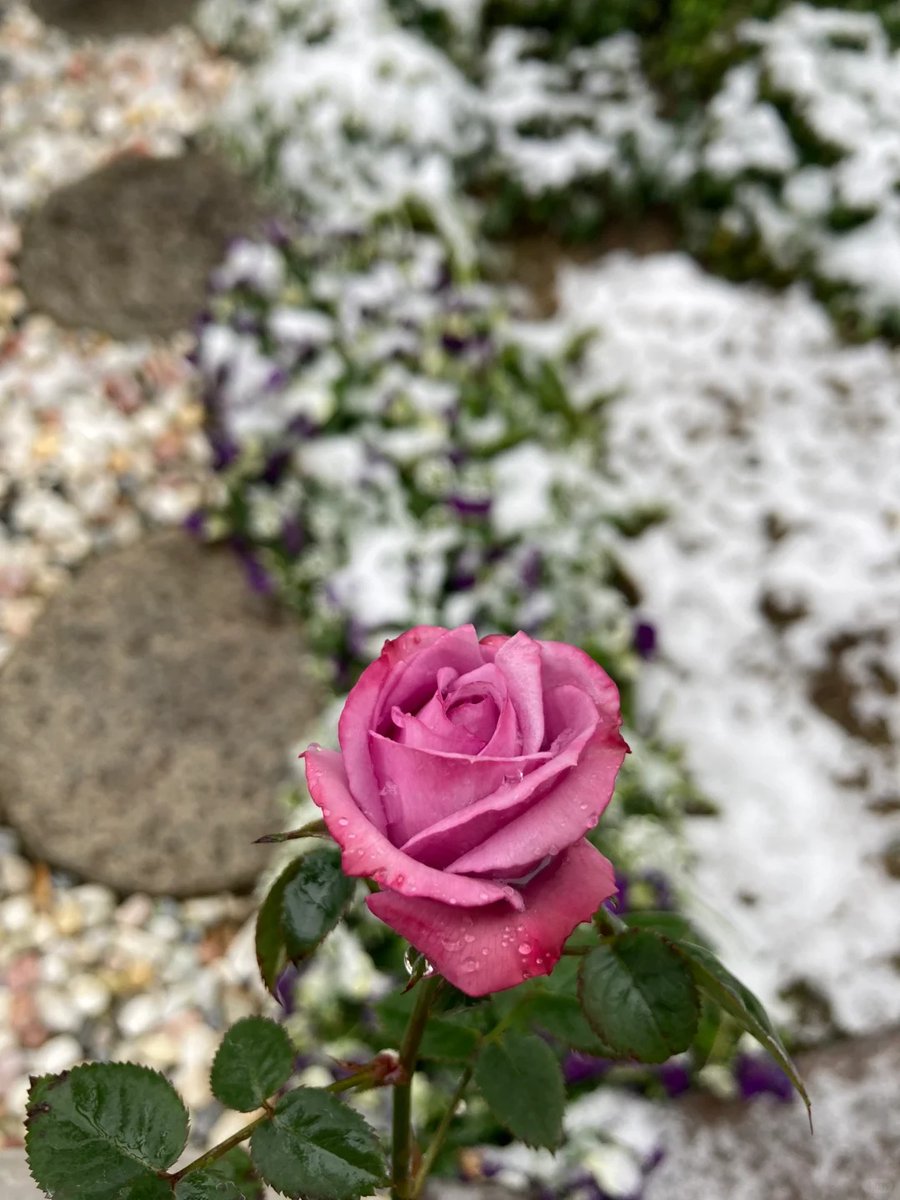 松本美佐 tweet media