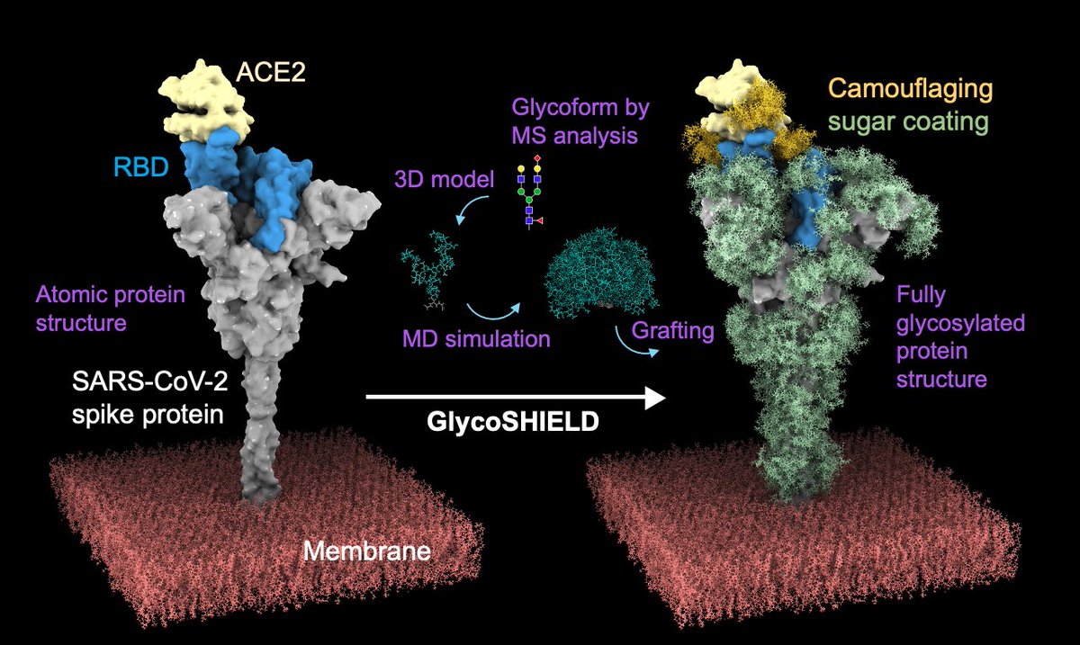 🔬A team led by Dr. Shang-Te Hsu @IBCSinica presented a computationally effective algorithm, GlycoSHIELD, which enables quantitative analysis of the shielding effects of protein glycosylation. ⚗️This study has been published in @CellPressNews sinica.edu.tw/en/News_Conten… #Biology