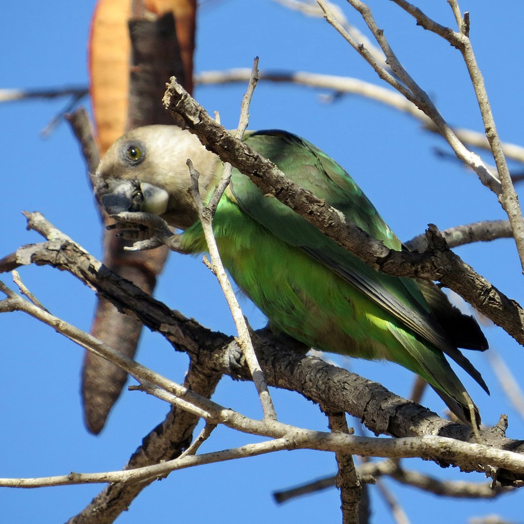 Flutter into the world of Needles Lodge's feathered inhabitants, from the elusive Brown-Hooded Kingfisher to the dramatic Purple Roller. 🐦🍃 Your avian adventure starts here. #Birdwatching #NatureLovers #WildlifePhotography #EcoTourism #Conservation #Birds #NatureWalks'