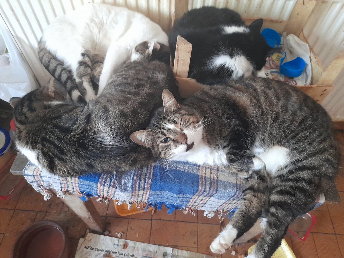 arslansoma's tweet photo. @Xenta777 That s sooo sweet...Lucky to have them! Purrs and kisses from Turkey with love... https://t.co/q3yFHyiXcN