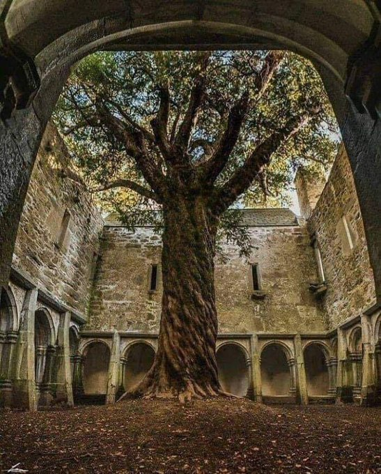 The yew at Muckross is one of the best examples of its kind in Ireland and is said to be as old as the abbey itself. One theory is that the courtyard and cloisters may even have built around the already mature yew which would make the tree over 600 years old.