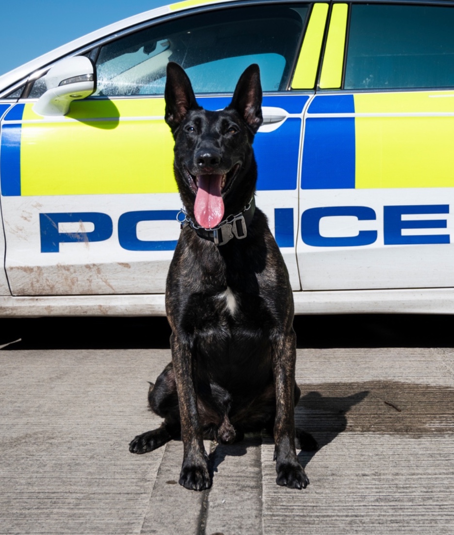 4 in the cells for PD Toro and handler! Following reports of intruders on a site in Ellesmere Port, Toro and handler have attended and located the males hiding on a roof underneath removable floorboards. All arrested for Burglary offences. #PDToro #HideAndSeek