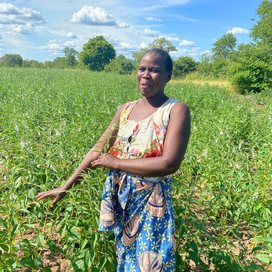 SwedeninZW's tweet photo. 🇿🇼 female farmers face the brunt of climate change. #Utariri program, funded by 🇸🇪 in Zambezi Valley, empowers them with climate-smart agricultural techniques, boosting resilience &amp; income. Thanks to Utariri, Shylet (42), now grows sesame, a drought-tolerant crop.
#InvestinHer https://t.co/fPJbBPT4IS