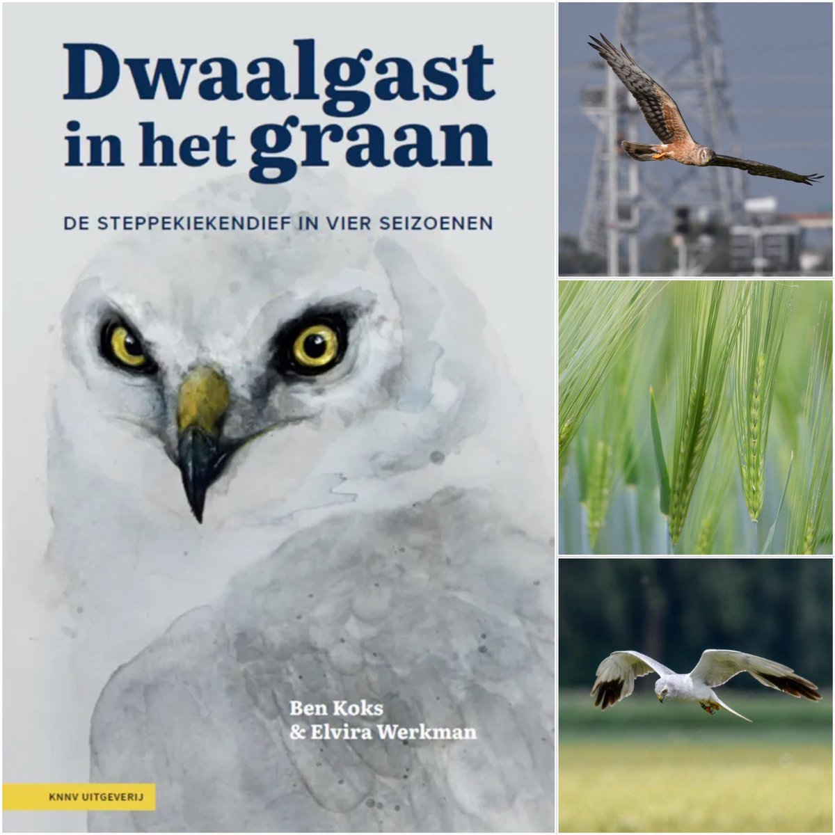 Elvira Werkman tweet media