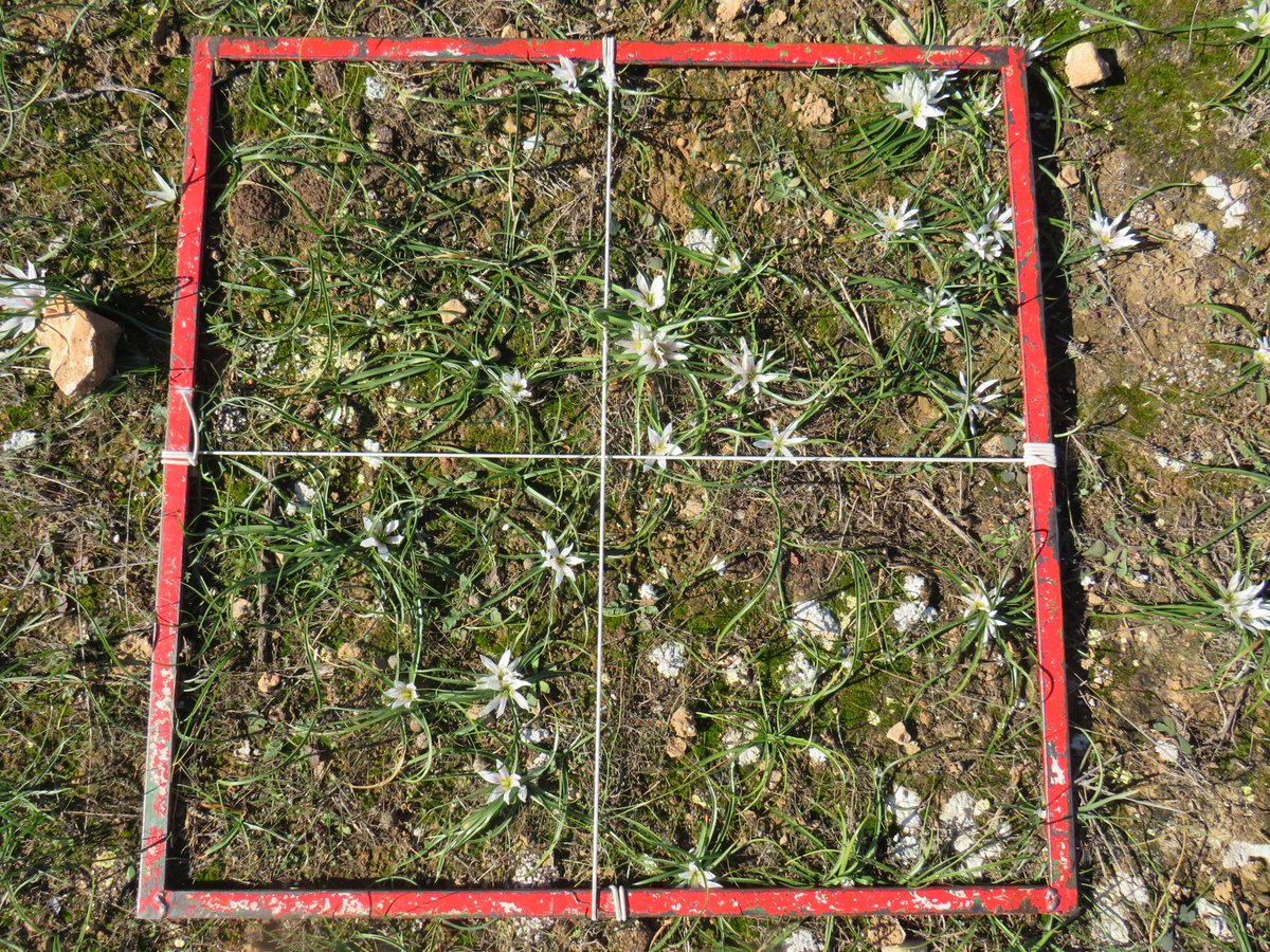 Just published our latest Data Paper on Androcymbium europaeum monitoring data! <a href="/BioDataJournal/">BDJournal</a> 

doi.org/10.3897/BDJ.12… 

This comprehensive dataset offers insights into population dynamics &amp; herbivory effects on this endemic plants in Andalusia. 
#OpenScience #DataPublication