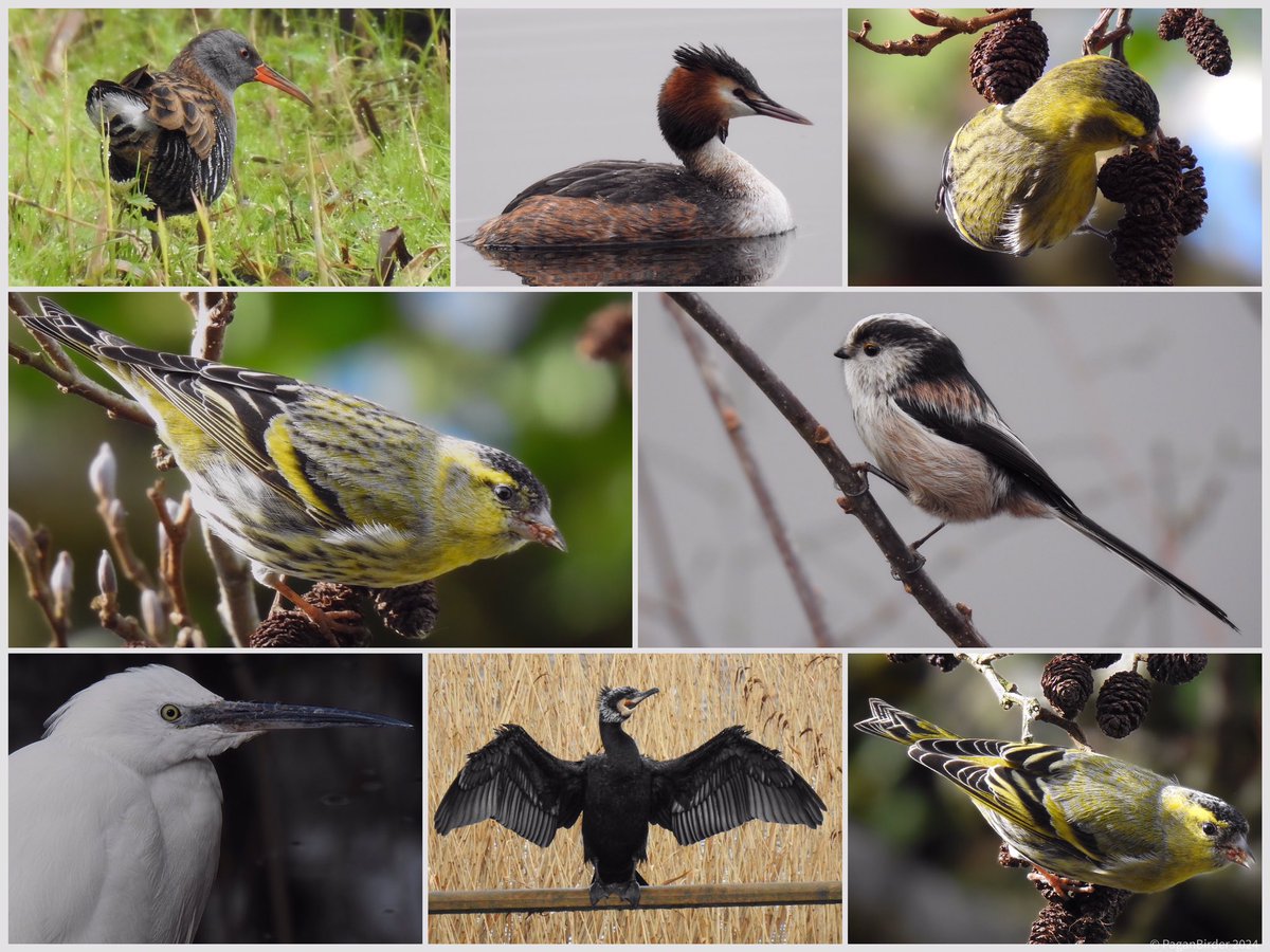 What a difference a little sun makes, a lovely walk around Ham Wall and Shapwick. Signs of Spring everywhere…. @AvalonMarshes @RSPBHamWall @somersetbirds