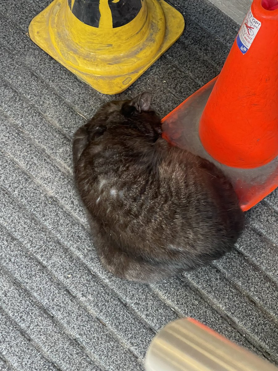 Borre de #LUMC kat proberrt zich warm te houden ☺️