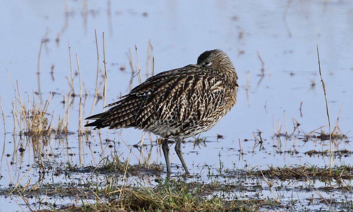 A Curlew, resting on the Aln Estuary, Northumberland. ⁦@curlewcalls⁩ ⁦@curlewrecovery⁩ ⁦@GrahamFAppleton⁩ ⁦@WeBS_UK⁩