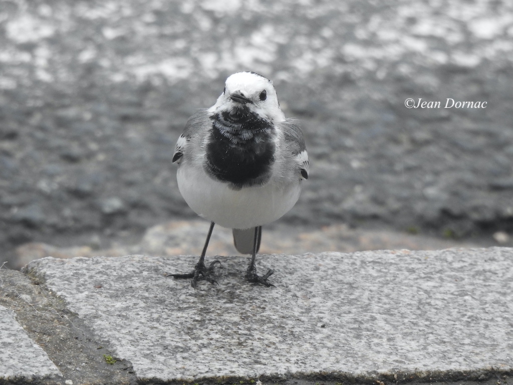 JeanDornac's tweet photo. Charmante bergeronnette grise qui, me voyant, semblait dire : tu es gonflé, tu pourrais au moins demander avant la photo... #charmante #bergeronnette #grise #gonflé #demander #photo #rive #léguer #Lannion #CôteArmor #Bretagne #France https://t.co/uSEUvYS9p0