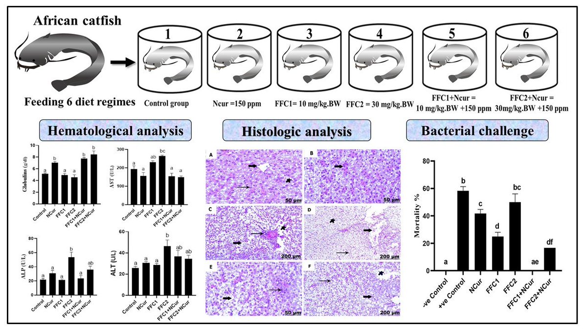 Fishes_MDPI's tweet image. 🥳#FishesMDPI

🐟&quot;#Dietary Nanocurcumin Impacts #BloodBiochemical Parameters and Works Synergistically with Florfenicol in African Catfish Challenged with #Aeromonasveronii&quot; by Salwa Mansour et al.

🔗 mdpi.com/2410-3888/8/6/…

🔸 #nanocurcumin #Clariasgariepinus #biochemical
