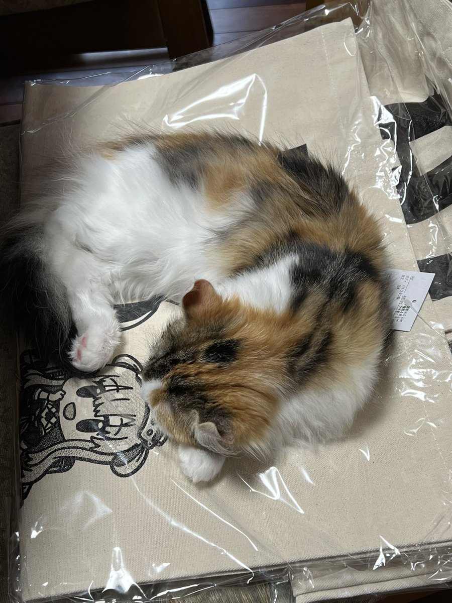 大越香里 (@OhkoshiKaori) / Posts / X