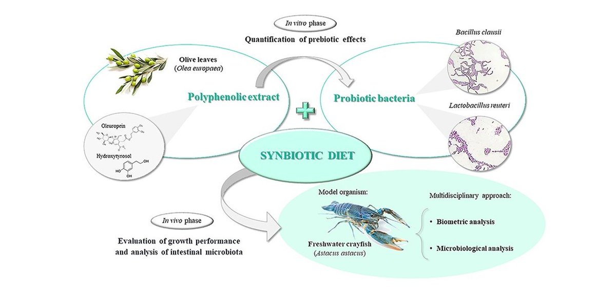 Fishes_MDPI's tweet image. 📢 #FishesMDPI

🐟 &quot;Benefits of #Polyphenol_BasedSynbiotics in #Crustacean #Diet&quot; by Daniela Sateriale et al.

🔗 mdpi.com/2410-3888/8/5/…

📌 #prebiotics #synbiotics #Astacusastacus #microbiota