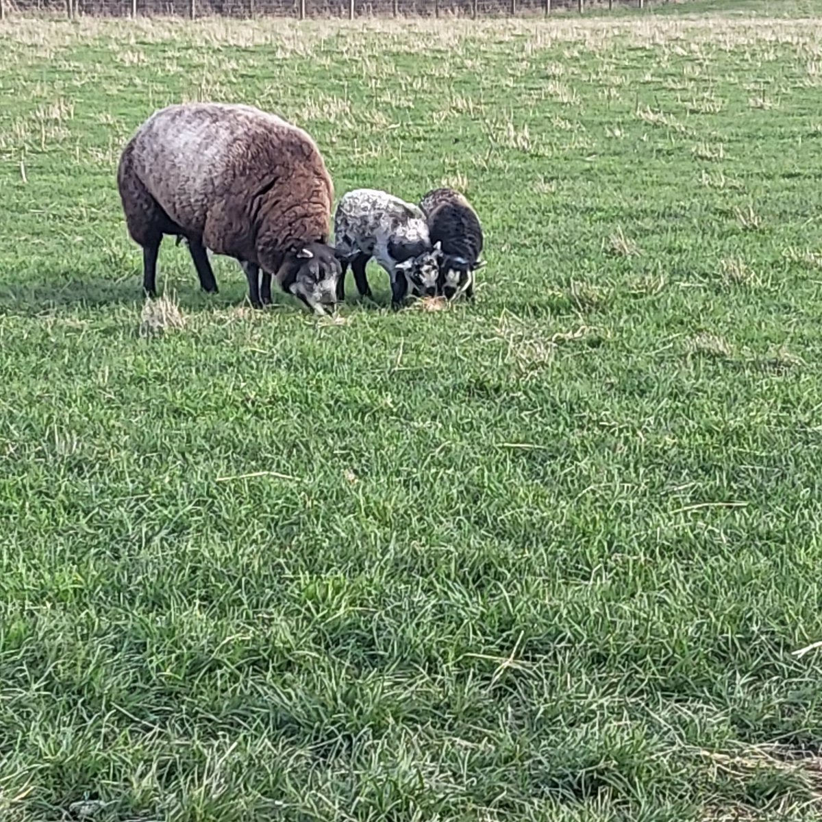 First lambs of our season out and about!