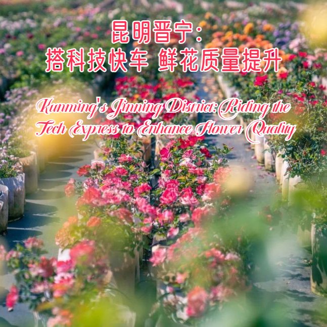 Kunminginfohub's tweet photo. #Kunming's #Jinning District: Riding the Tech Express to Enhance #Flower Quality https://t.co/UZYRwp2Yjo