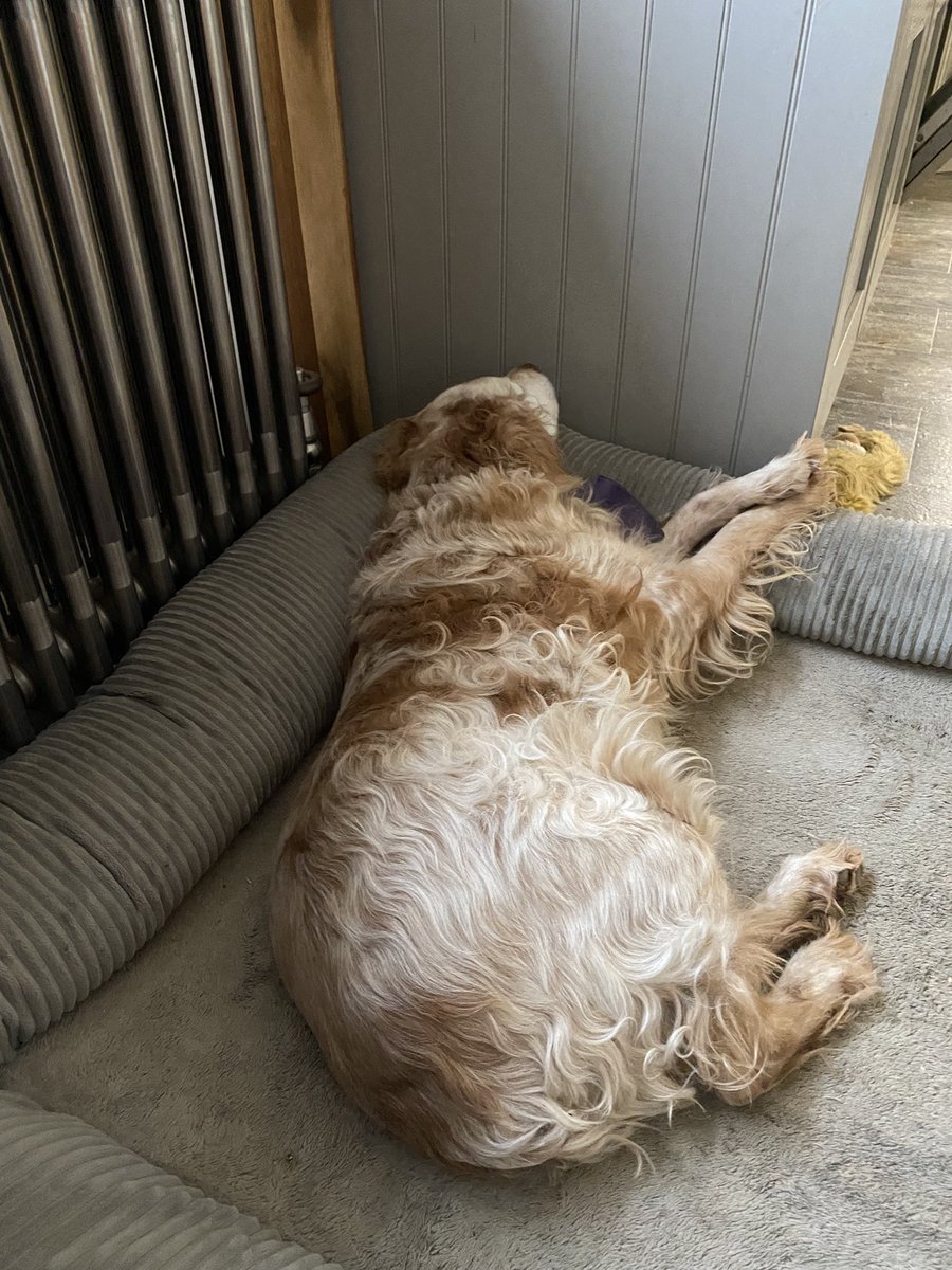 Mum has put the heating on for an extra hour 
#ThanksMum #SoComfy 
#KitchenRadiatorBed