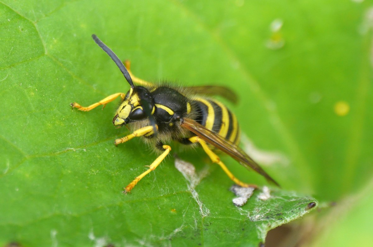arbarus's tweet photo. Looking forward to it! More wasps please! https://t.co/eR6U1wso0V