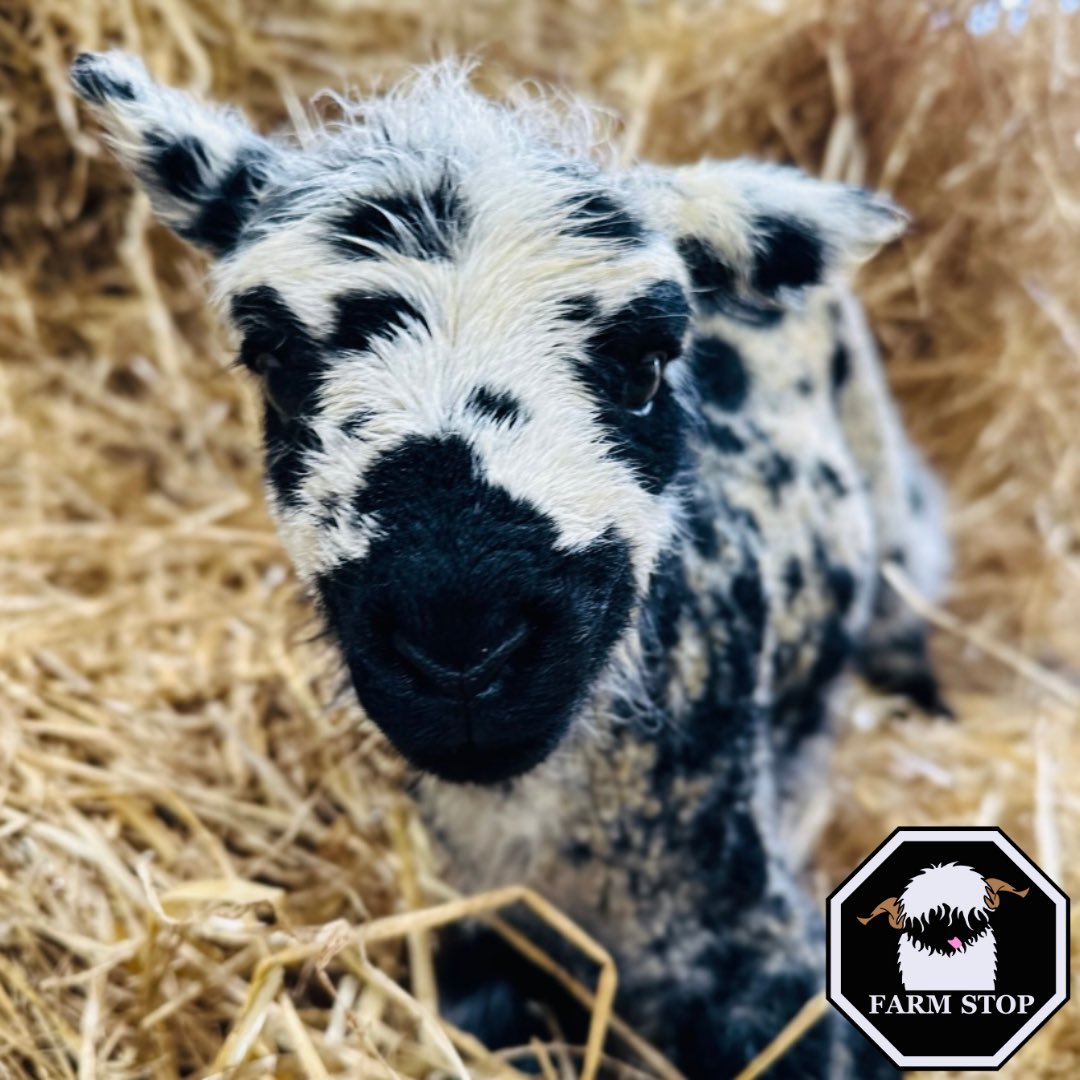 FarmStopABZ's tweet photo. ๐ค๐GOOD MORNING๐๐ค
How cute is this wee speckled lamb? ๐
Hope you all have a BAA-rilliant day ๐ฅฐ
๐ https://t.co/P5FhKgufbV ๐
#farmstop #farmstopaberdeenshire #farmexperience #lamblove #laming #animallover #farmtours #familyfarm #lamblover #thingstodoaberdeen #easter https://t.co/8Vc5GH9Val