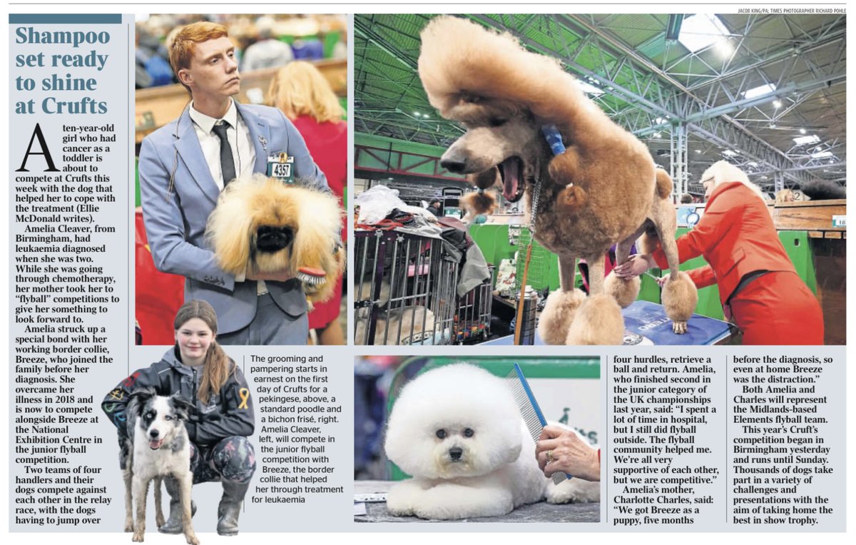 🐶 Day one ✅ 📰 Coverage in today's @thetimes with inspirational Amelia Cleaver, a ten-year-old girl who battled through years of treatment to become cancer-free last year and will this week achieve her dream of competing at @Crufts | @TheKennelClubUK