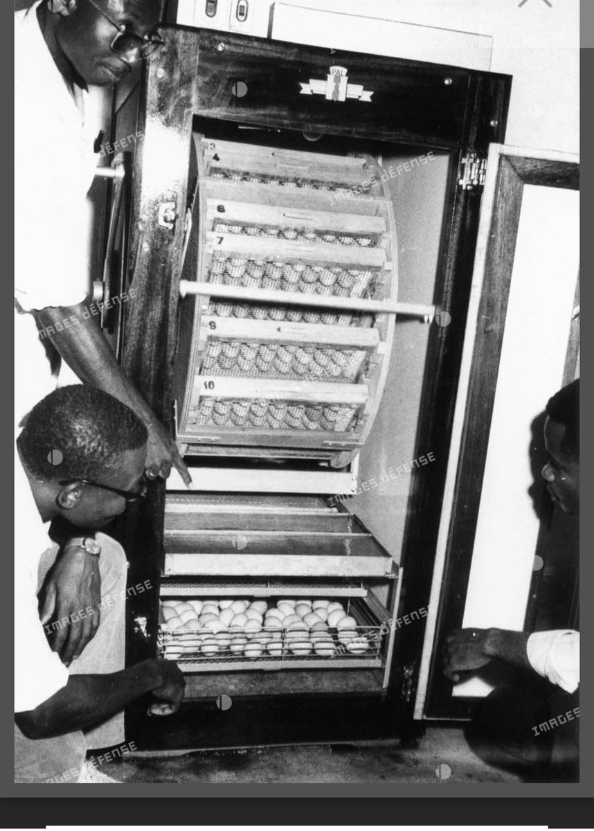 stevemo92's tweet photo. Laboratoire de pointe de l’école Supérieure d’Agriculture de Yaoundé 

1970

#IlYavaitQuoiAvant https://t.co/FNagh9N89g
