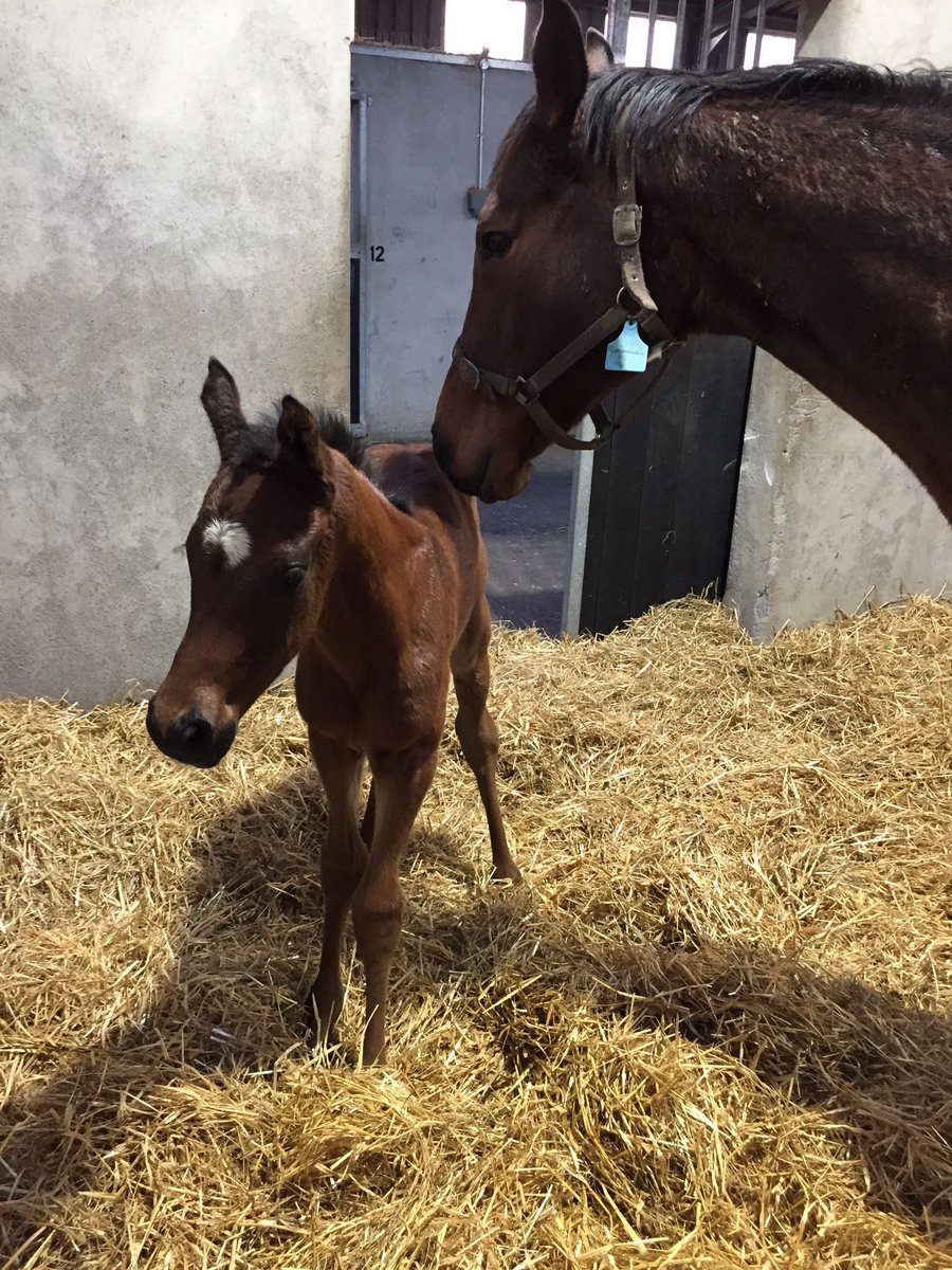Persian Force colt a few hours old. Thanks <a href="/HoStud/">Tally-Ho Stud</a> 

We love him 😍
