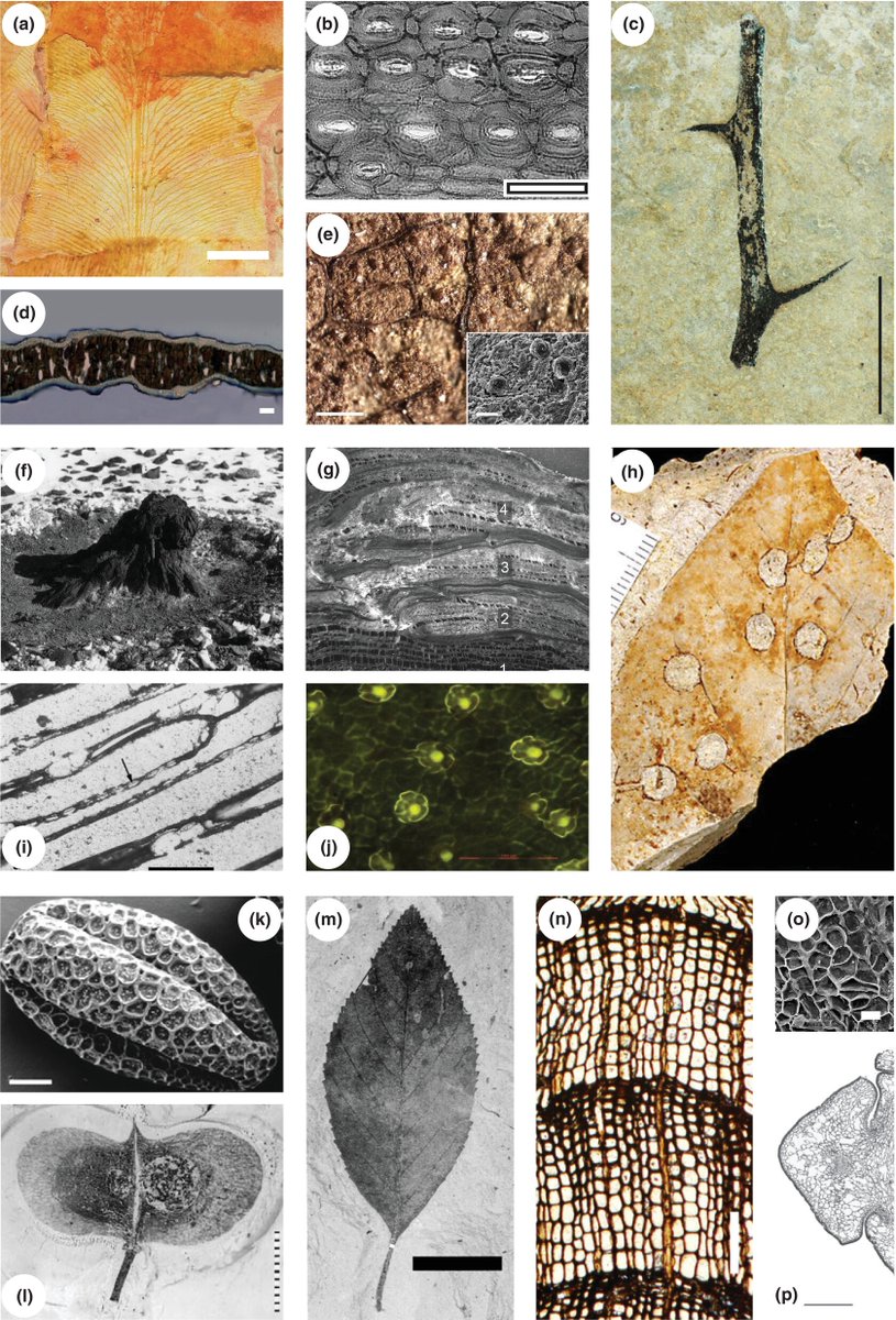 Jennifer McElwain @JenniferMcElwa3 and colleagues outline an approach for the tantalising prospect of bringing fossil plants ‘back to life’ using a functional trait-based approach. Tansley review: nph.onlinelibrary.wiley.com/doi/10.1111/np…