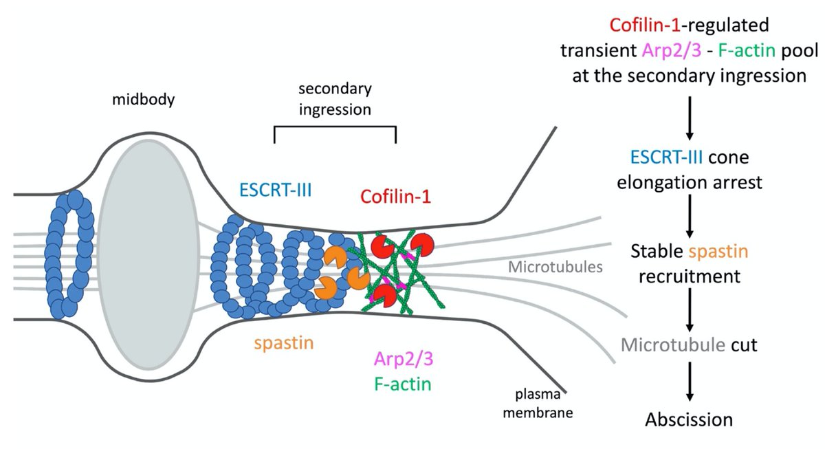 TMDCLab_Pasteur's tweet photo. During #cytokinesis, the membrane cut occurs hours after the microtubule cut and they are regulated separately!

See the role of Branched #actin #cofilin #ESCRT-III #microtubule and #spastin

Read more: https://t.co/mh9BFGuh2I https://t.co/s5IWseNQNV