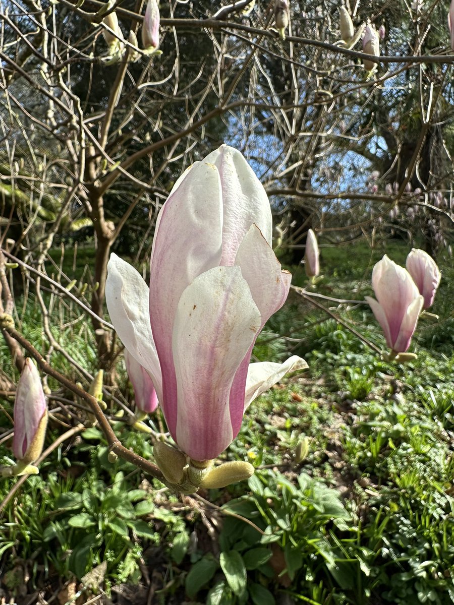 Mandy Pearse tweet media