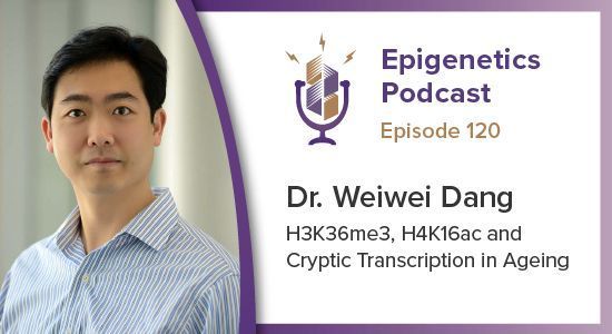 In this episode we talked with <a href="/dweiwei/">Weiwei Dang</a> from <a href="/bcmhouston/">BCMHouston</a> about his work on molecular mechanisms of aging and the role of H3K36me3 and cryptic transcription in cellular aging. #epigenetics #podcast

Listen here: activemotif.com/podcasts-weiwe…