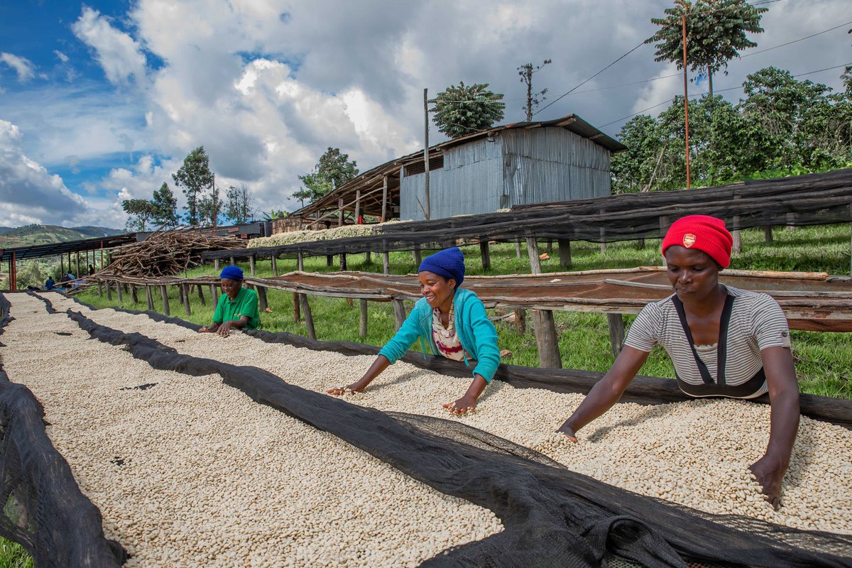 AgriterraRwanda's tweet photo. Happy #InternationalWomensDay2024.

We value the great contribution of women as the backbone of agriculture in Rwanda. 

Keep contributing to agricultural transformation and achieving food security within cooperatives. https://t.co/2vrg9lqSrV