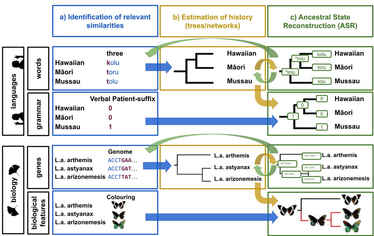 I have written a paper about Ancestral State Reconstruction in Historical Linguistics. It is out now in Diachronica.
benjamins.com/catalog/dia.22…