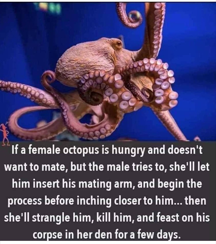 On #InternationalWomansDay I give you this #BeMoreOctopus 😜