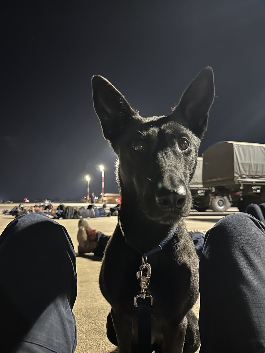 SearchdogMFRS's tweet photo. Vesper watching over the team while we get some shut eye, ISAR deployment 2023. #herodog #teamvesper
Vote to show support 🐾
https://t.co/dM4IoWpULe https://t.co/6PrlvJU4zN