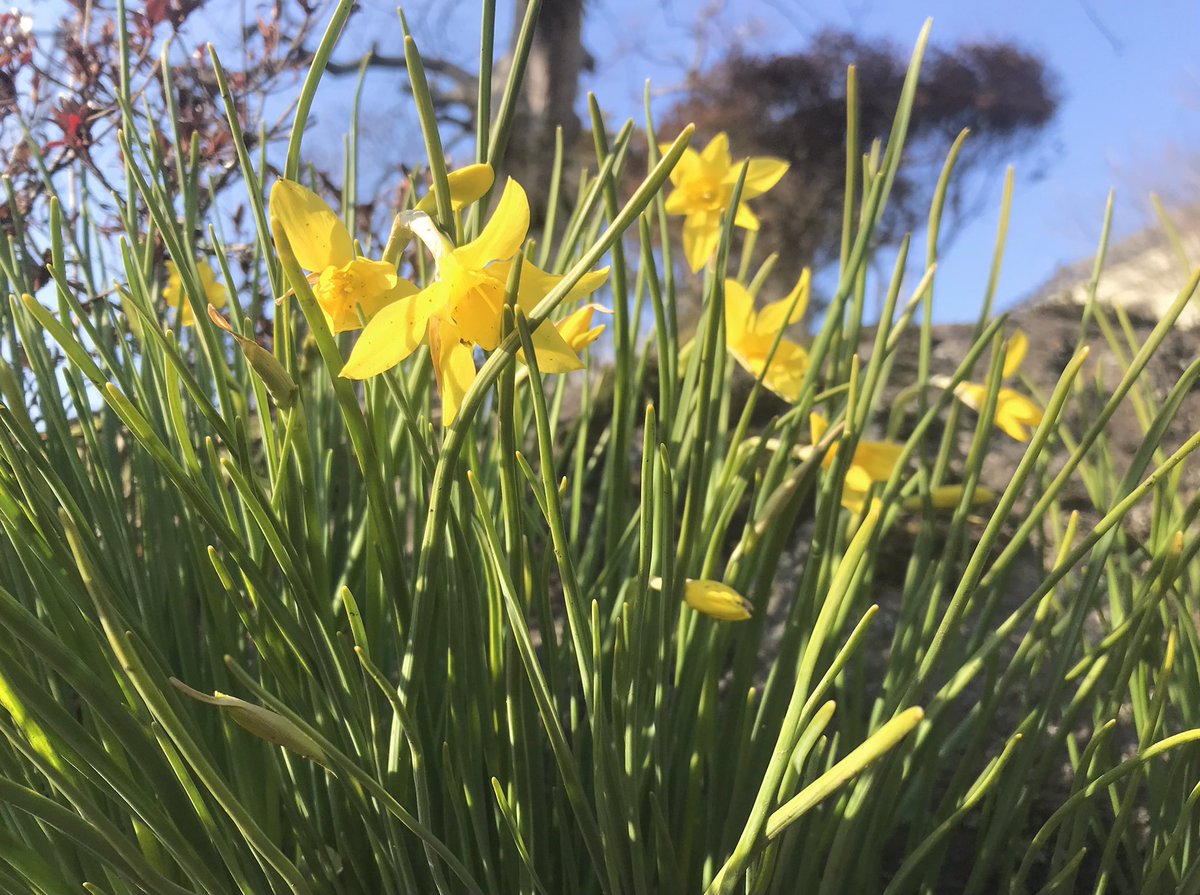 今日はじゃがいもの畝立てをしました🥔
米ぬかのおかげか土がふっかふかでした🙌

ビニールトンネルの中では
あやめ雪が目を覚ましたようです🌱🌱