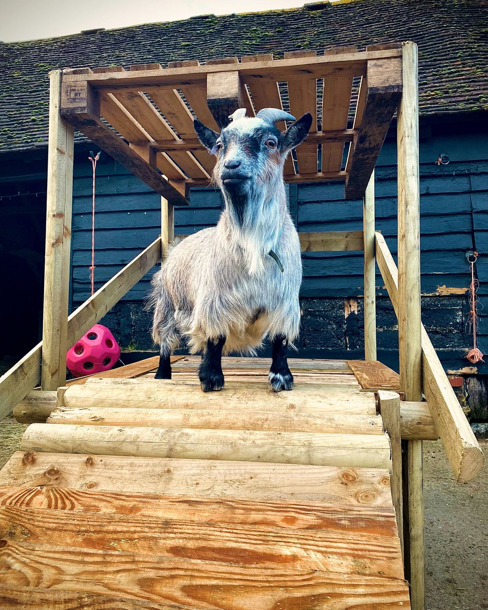 Fridays are for celebrating the queens.
It's International Women's Day and Fleur the goat is reigning supreme at Kent Life! Let's raise a glass to all the fierce and fabulous women out there who inspire us every day.  #InternationalWomensDay #KentLife #FridaysAreForCelebrating