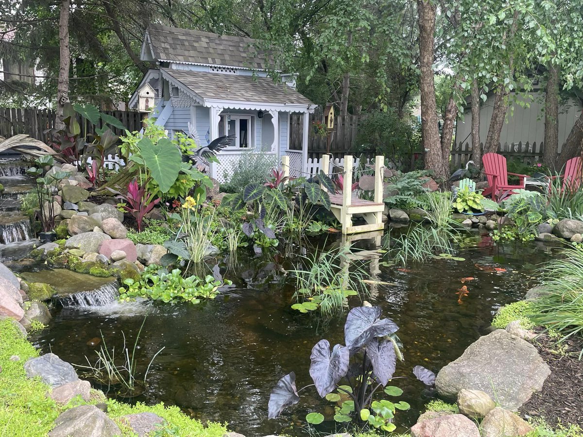 My wife Judy and I were blessed to have a small pond and garden tour party yesterday for members of the Minnesota Water Garden Society (MWGS) and a few others guests interested. As most know this has been a tough summer with a shortage of rain and a lot of heat. Considering this