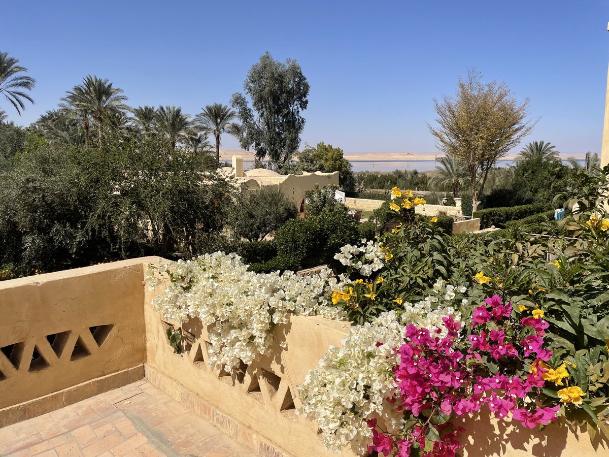 PeterRSGray's tweet photo. Tunis village, in the desert south west of Cairo. Stunning little place with a really lovely garden. So much bird life, too. https://t.co/sHmVAhDgZh