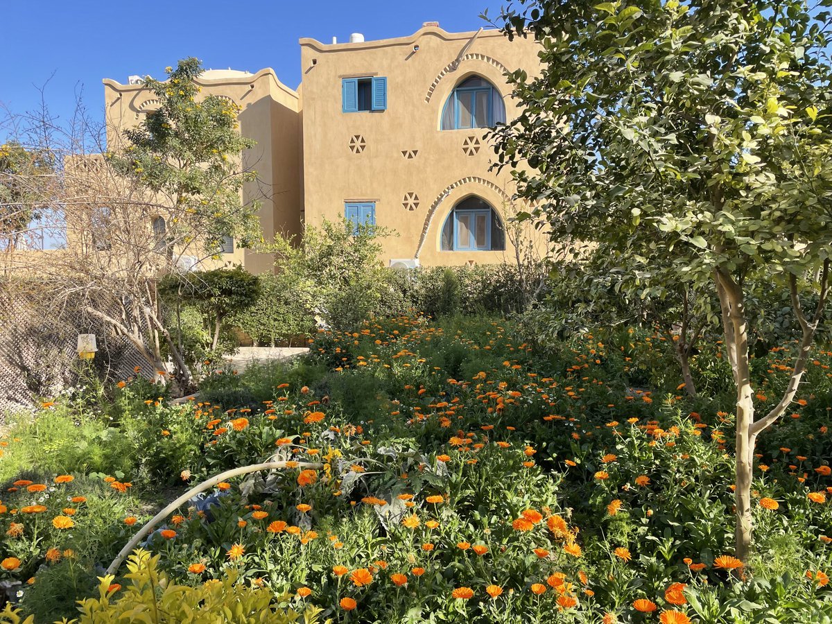 Tunis village, in the desert south west of Cairo. Stunning little place with a really lovely garden. So much bird life, too.